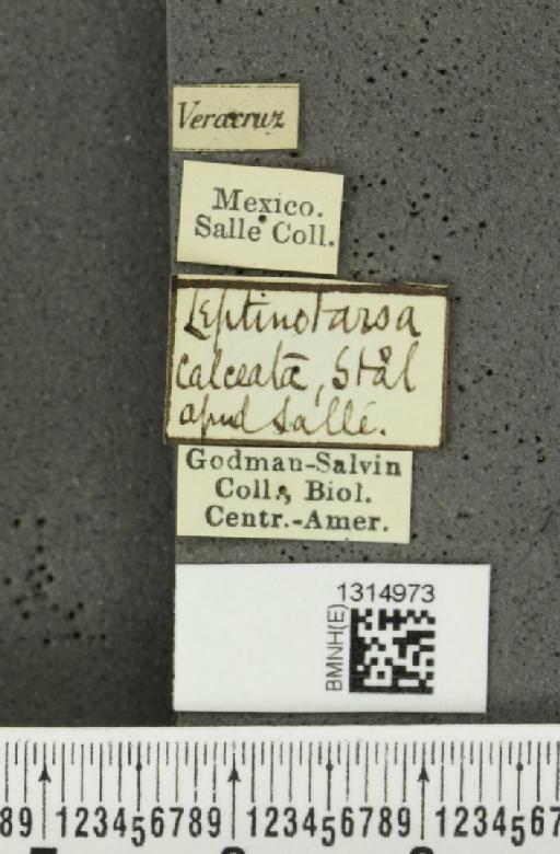 Leptinotarsa calceata Stål, 1858 - BMNHE_1314973_label_14907