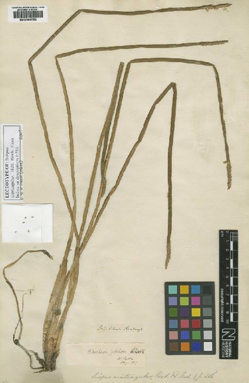 Eleocharis acutangula (Roxb.) Schult. - BM000847992