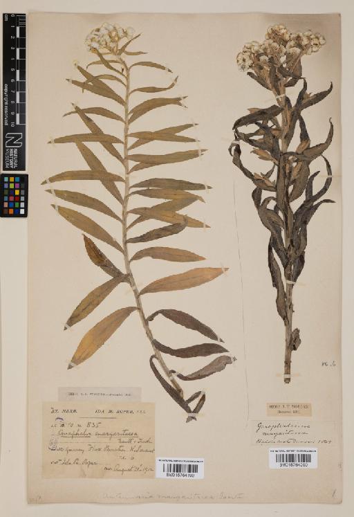 Anaphalis margaritacea (L.) Benth. & Hook.f. - 015764199
