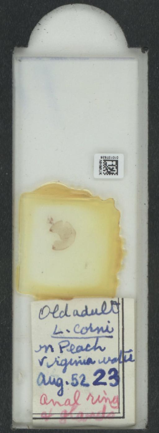 Parthenolecanium corni (Bouche, 1844) - 010137536_117397_1101018