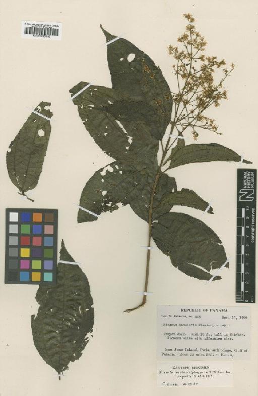 Miconia insularis Gleason - BM001008110