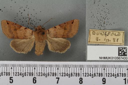 Agrochola litura (Linnaeus, 1761) - NHMUK_010567430_625055