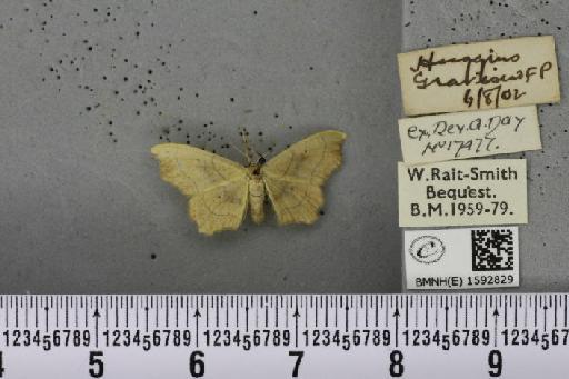 Idaea emarginata (Linnaeus, 1758) - BMNHE_1592829_266600