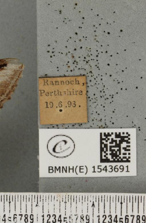 Pheosia tremula (Clerck, 1759) - BMNHE_1543691_label_245770