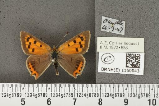 Lycaena phlaeas eleus (Fabricius, 1798) - BMNHE_1150043_109839