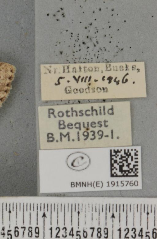 Ectropis crepuscularia (Denis & Schiffermüller, 1775) - BMNHE_1915760_label_482454