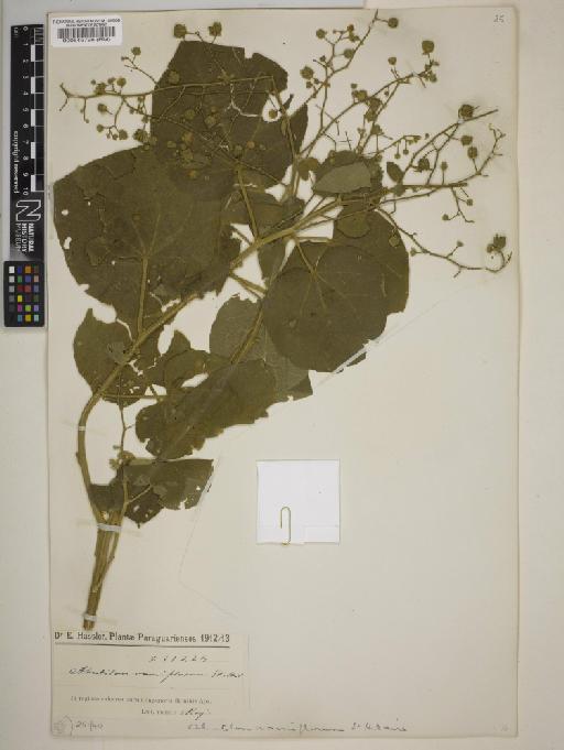 Abutilon ramiflorum - BM000545728