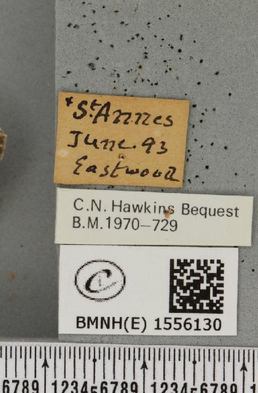 Dicallomera fascelina ab. nigrofusa Cockayne, 1951 - BMNHE_1556130_label_255961