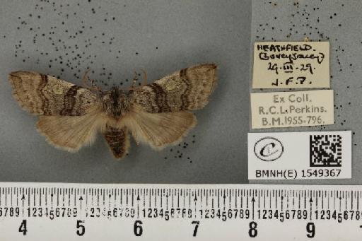 Achlya flavicornis galbanus Tutt, 1891 - BMNHE_1549367_238957