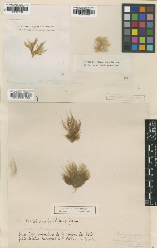 Feldmannia irregularis (Kütz.) Hamel - BM000937179