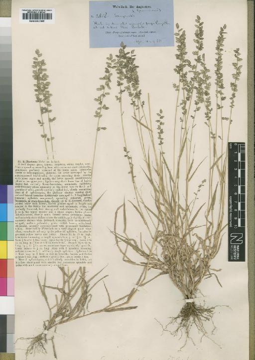 Eragrostis flavicans Rendle - BM000922985