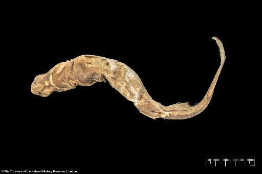 Etmopterus decacuspidatus Chan, 1966 - BMNH 1965.8.11.7, HOLOTYPE, Etmopterus decacuspidatus, ventral