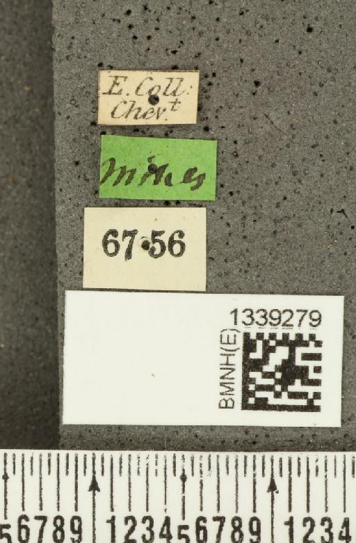 Isotes brasiliensis (Jacoby, 1888) - BMNHE_1339279_label_22554