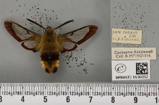 Hemaris fuciformis (Linnaeus, 1758) - BMNHE_1636052_205724