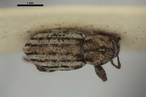 Catoptes instabilis Marshall - Catoptes_instabilis_Marshall_1931-BMNH1237422-holotype_habitus_oblique-2p5x