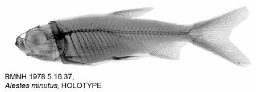 Alestes minutus Hopson & Hopson, 1982 - BMNH 1978.5.16.37, Alestes minutus, HOLOTYPE, Radiograph