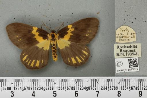 Abraxas grossulariata (Linnaeus, 1758) - BMNHE_1875671_436176