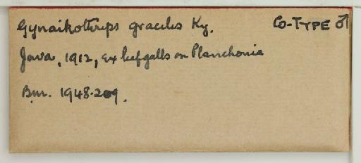 Liothrips gracilis Karny, 1913 - 014257341_additional