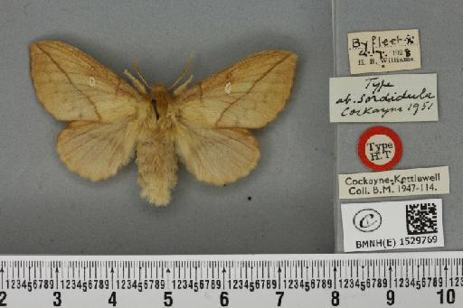 Euthrix potatoria ab. sordidula Cockayne, 1951 - BMNHE_1529769_202469