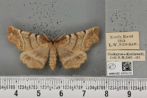 Selenia dentaria (Fabricius, 1775) - BMNHE_1879278_443784