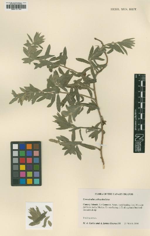 Convolvulus subauriculatus (Burch.) Linding. - BM001011470