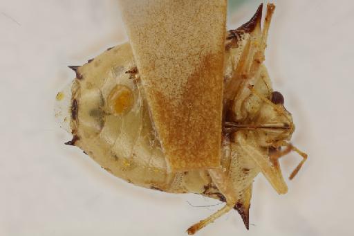 Stachyomia luteovaria Distant - Stachyomia luteovaria