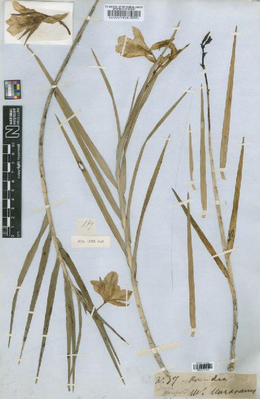 Arundina graminifolia (D.Don) Hochr. - BM001234253