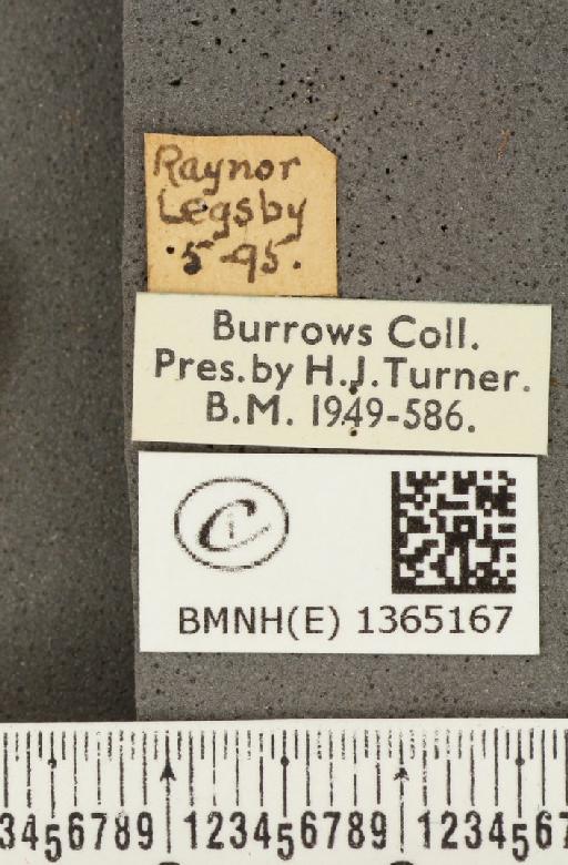 Carterocephalus palaemon (Pallas, 1771) - BMNHE_1365167_label_176351