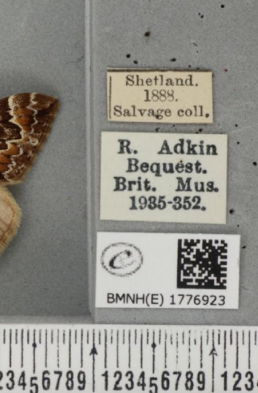 Dysstroma citrata pythonissata (Milliere, 1870) - BMNHE_1776923_label_353622