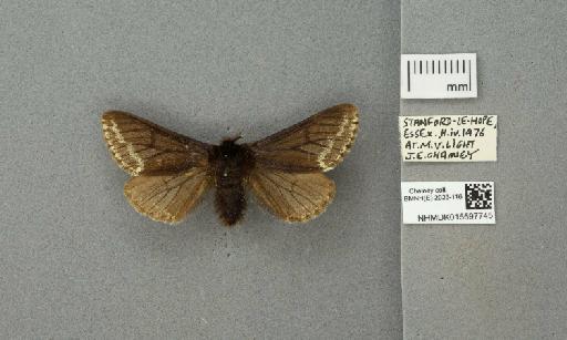 Lycia hirtaria (Clerck, 1759) - 015597745_775459_1084039