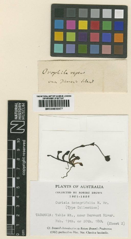 Ourisia integrifolia R.Br. - BM000838977 (2)