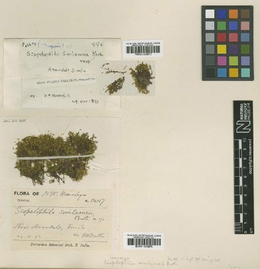 Scopelophila ligulata (Spruce) Spruce - BM001006876_a
