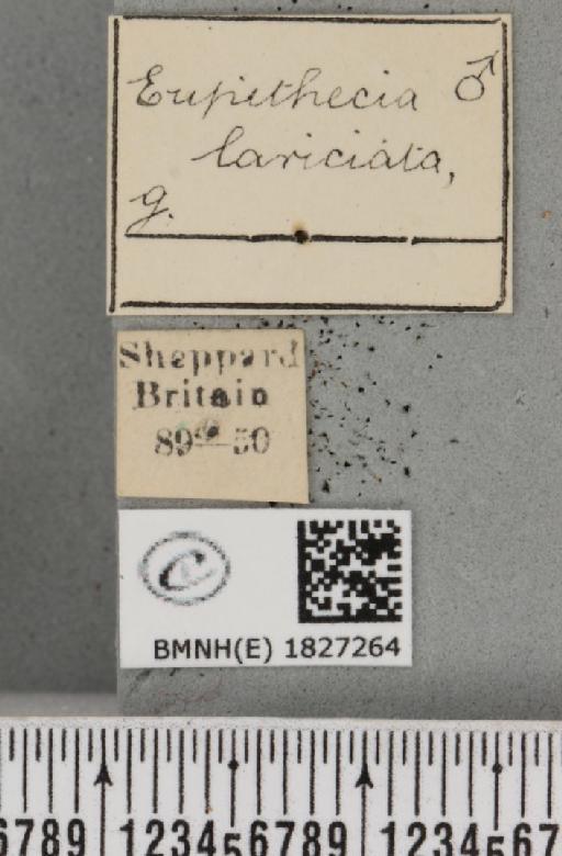 Eupithecia lariciata (Freyer, 1841) - BMNHE_1827264_label_399689