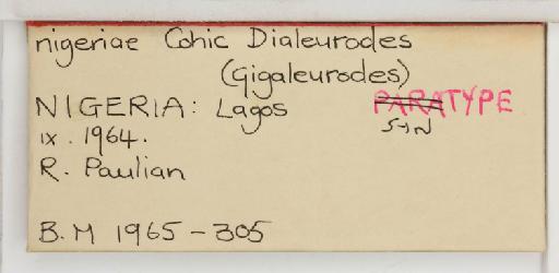 Dialeurodes nigeriae Cohic, 1966 - 013501631_additional