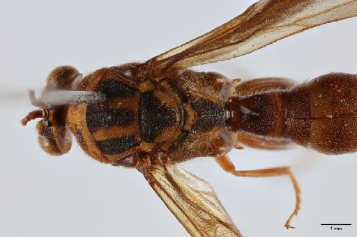 Polistomorpha conura Boucek, 1974 - 014444366_Polistomorpha_conura_HT_dorsal_mesosoma