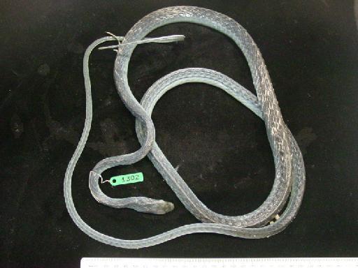 Leptophis ahaetulla Linnaeus, 1758 - Leptophis ahaetulla 1985.1302.JPG