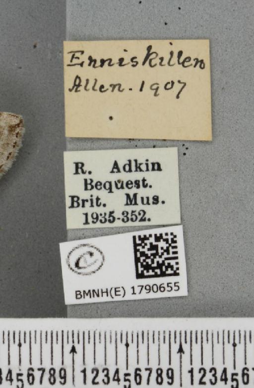 Epirrita autumnata ab. pallida Clark, 1896 - BMNHE_1790655_label_360889