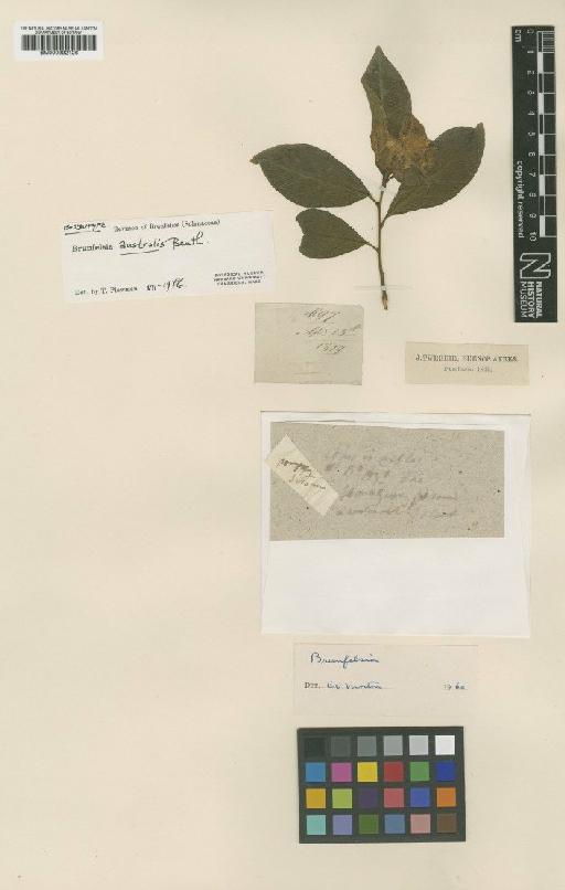 Brunfelsia australis Benth. - BM000992126