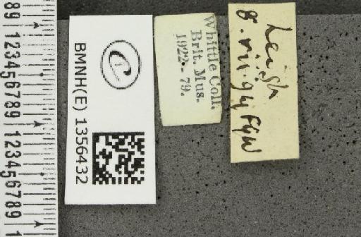 Thymelicus sylvestris (Poda, 1761) - BMNHE_1356432_label_159969