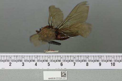 Anax tumorifer McLachlan, 1885 - 011247207_lateral