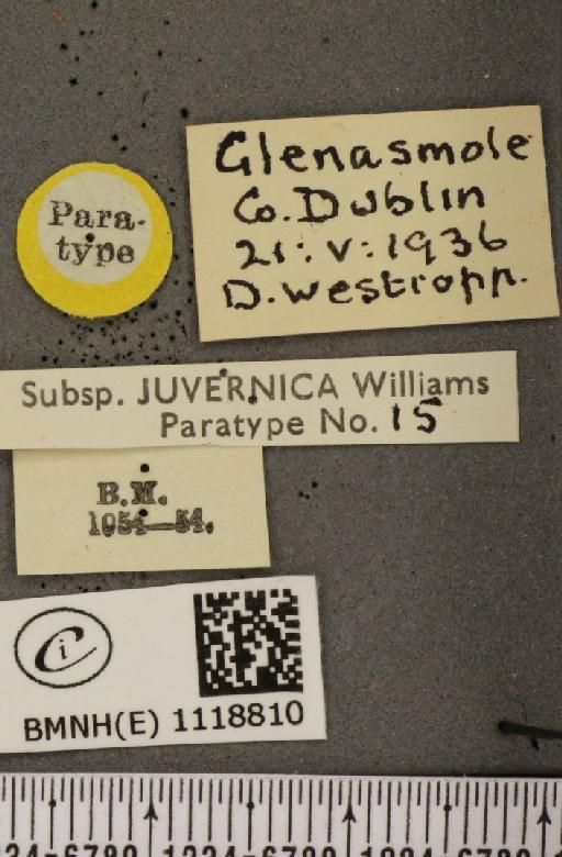 Leptidea sinapis juvernica Williams, 1946 - BMNHE_1118810_label_74015