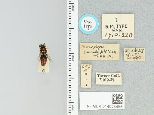 Meroglossa eucalypti Cockerell, 1910 - 014024456_837987_1654282-