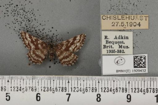 Ematurga atomaria (Linnaeus, 1758) - BMNHE_1920432_486306