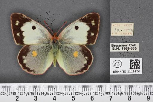 Colias croceus f. helice Hübner, 1779 - BMNHE_1119256_75740