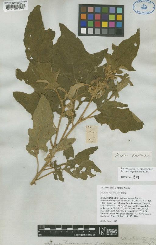 Solanum torvum var. ochraceo-ferrugineum Dunal - BM000579813