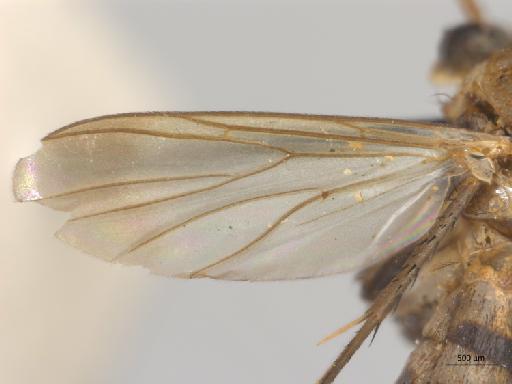 Neoclastobasis draskovitsae Matile, 1978 - 010626477_Neoclastobasis_draskovitsae_PTBMNH254344_wing