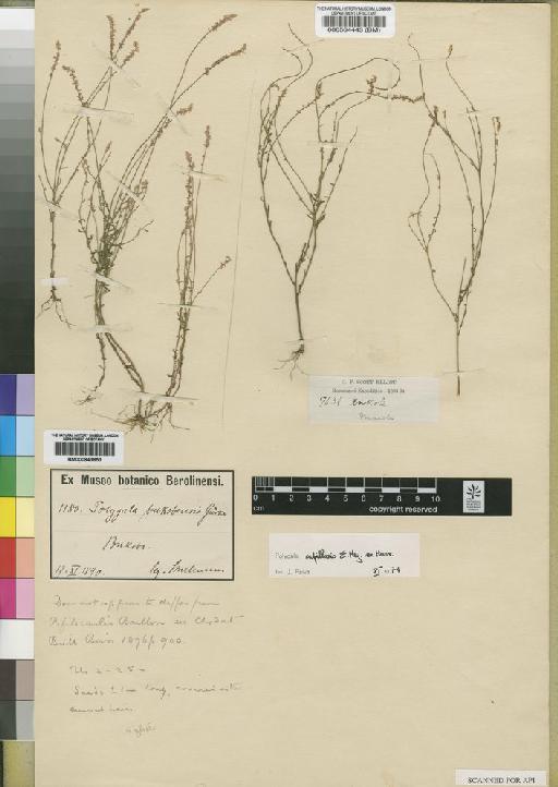 Polygala capillaris E.Mey. - BM000564443