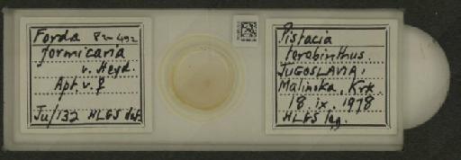 Forda formicaria von Heyden, C., 1837 - 010126130_112940_1094301