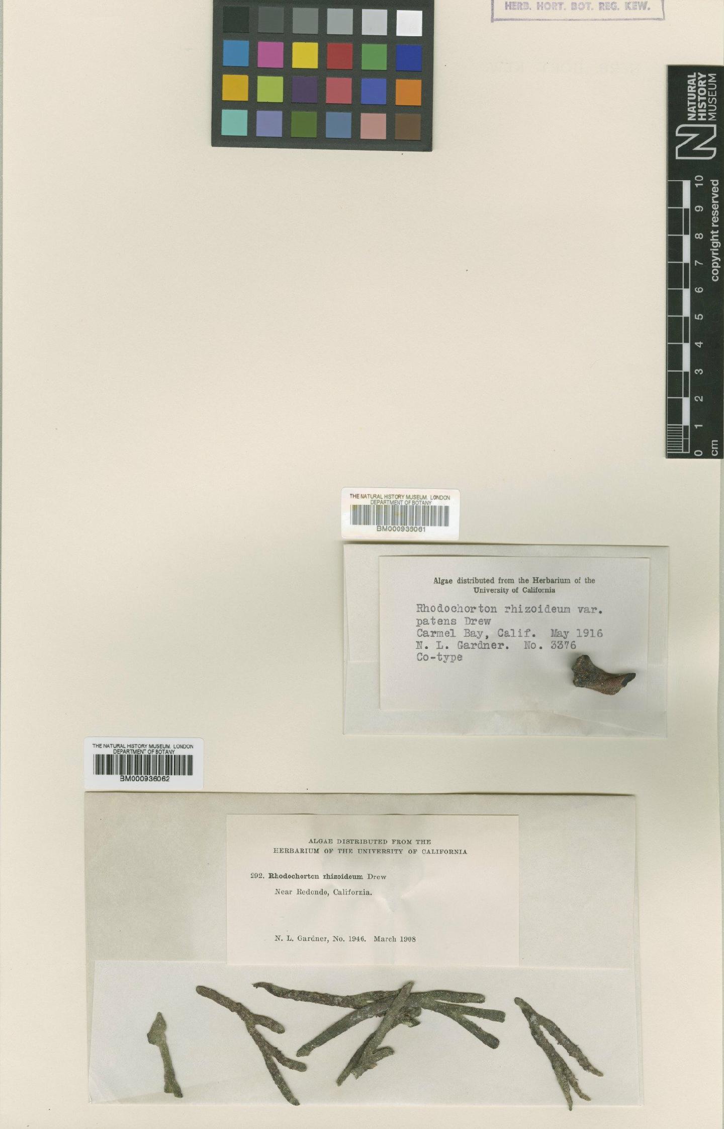 To NHMUK collection (Acrochaetium rhizoideum var. patens (Drew) Jao; Type; NHMUK:ecatalogue:432730)