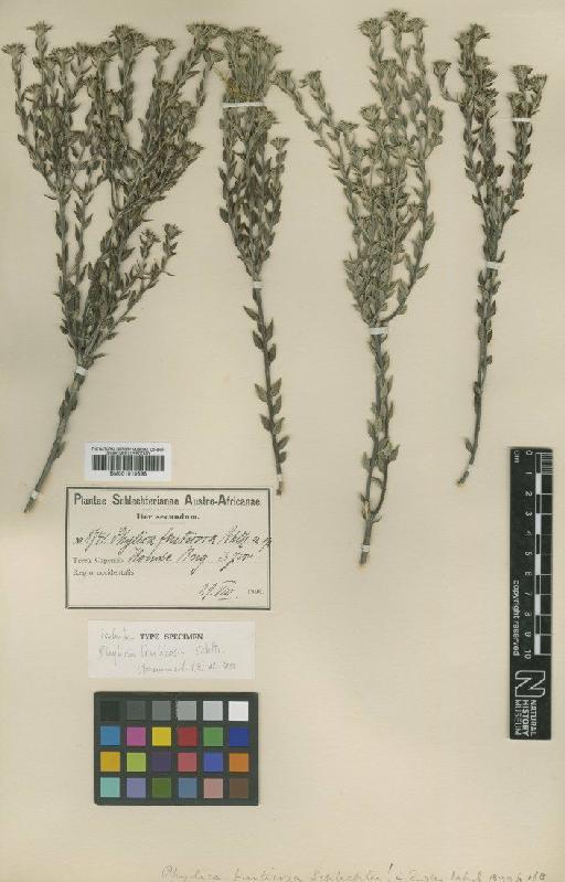 Phylica fruticosa Schltr. - BM001010898